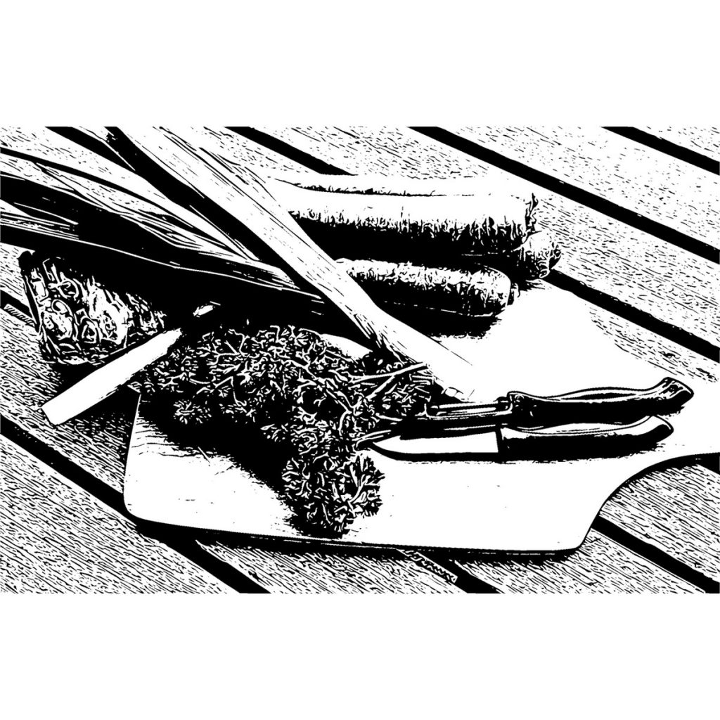 R日記 ～123日目～水耕栽培で癒やされる「リボベジ」