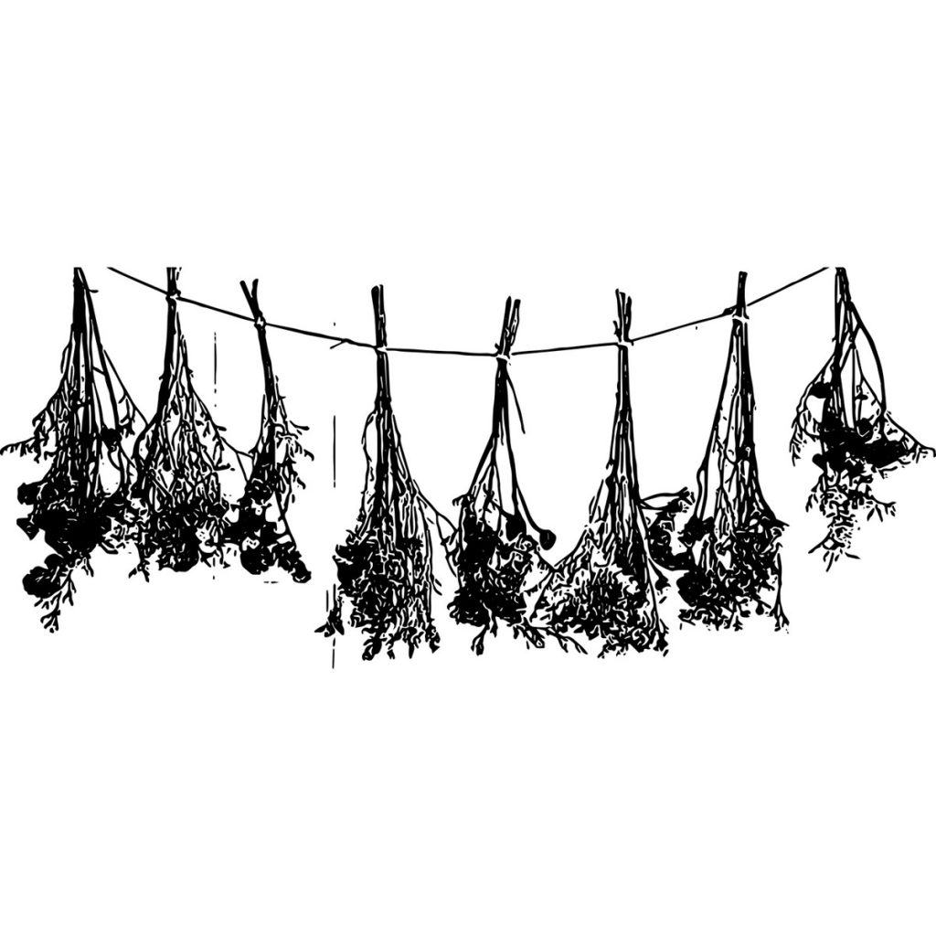 R日記 ～353目～ドライフラワーって英語で？