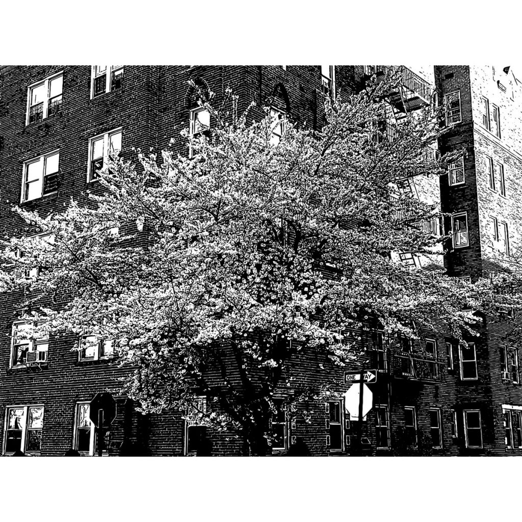 R日記 ～437日目～桜のような生き方